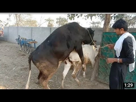 Big Bull And Small Cow Meeting First Time Amazing Video2022#animalmating#animalplanet#cowmating#bull