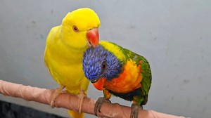 12 reactions | Indian ringneck parrot male female | Wild BIRDS | Facebook