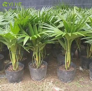 [Hot Item] Living Plants Chinese Fan Palm Livistona Chinensis Are Used for Isolation Belt Greening
