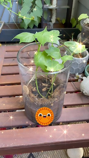 My Cotton Plant is thriving! #plantsofinstagram #cotton #plants #nature #seedlings | Tommie Jasso
