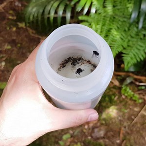 6.2K views · 116 reactions | Our newly named species are all the buzz around town and the pond, and rightly so! Bee'ing that there are so many on the list (165), here are some of the newly named species highlights. | CSIRO | Facebook