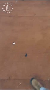 2.4K views | Bible Society on Reels | Facebook