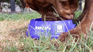 Our pawtnership with RSPCA Queensland stretches back more than 18 years! We’re honoured to donate an average of 350,000 kilograms of pet food to RSPCA shelters annually. | Hill’s Pet Nutrition