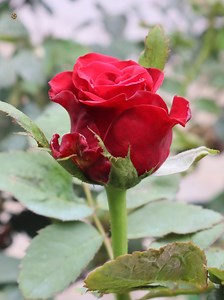 Beautiful Roses | Roses