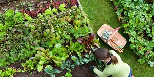 This Natural Oil Keeps Your Plants Bug Free
