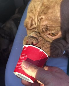 Bubble ❤️ Bubble got her nares sutures removed by Dr B this morning, she was such a good girl she deserved a pup cup! Our sweet little gargoyle is doing great. Shes had an exam, spay and nares surgery (to help her breathe better). Her wobbly back legs are from slipping patella’s as we expected and we’ll assess them further. Her soft palette wasn’t as bad as we feared and she’s pampered and adored in her foster home. Bubble is 25 pounds of adorable pocket bully type (maybe Frenchie mix). She’s gr