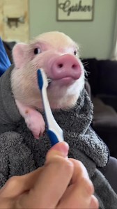 1.2K views · 243 reactions | 瘟 . Video by  AutuAutumn Acres Mini Pet PigseAutumn Acres Mini Pet PigsiAutumn Acres Mini Pet Pigs Autumn Acres Mini Pet PigssAutumn Acres Mini Pet Pigs | Pigvibes | Facebook