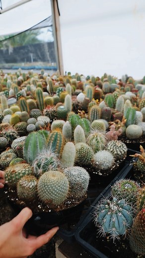 18 reactions | Check out these beautiful cactus arrangements, perfect for adding a touch of desert charm to any space! Easy to care for and visually stunning, these cacti will transform your home decor. ✨ #CactusArrangements #DesertDecor #HomeStyling #PlantLovers | Smart Planet Plants | Facebook