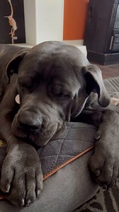 1.2K views · 48 reactions | Poor Grimm had to be put out today to get some deep stitches put into his paw after a nasty cut during a hiking accident. He’s a little stoned now…. I hate seeing him this upset… he’s been crying on and off…. He’s going to be ok though!… but we have 2 or 3 weeks of very limited movement to get through… Sigh. #canecorsoofinstagram | My Pet Skeleton | Facebook