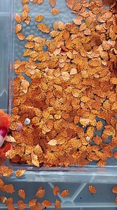 21 reactions | Crunchy slime making with balloons | Izabela Stress | Facebook