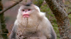Watch what happens when a mandrill flashes its teeth and charges
