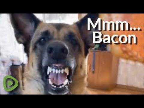Watch this German Shepherd "smile" for a piece of bacon