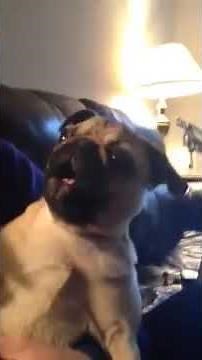 Adorable pug has trouble barking