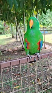 Eclectus Parrot! 🦜 🦜 The Beauty of The Unitech Rainforest Habitat #rainforest #unitech #nature #birds | Elizah Maso Simon