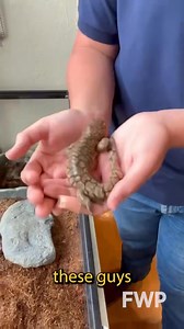 8.3K views · 124 reactions | It's the best week of the year: Amphibian Week! Join Ryan and Montana WILD's ambassador tiger salamander as we celebrate Montana's 14 amazing amphibian species! These slimy critters are often under appreciated and are incredibly important to our ecosystems. Check out more amphibian week resources from "Partners in Amphibian and Reptile Conservation": https://parcplace.org/amphibianweek2025/ | Montana Fish, Wildlife & Parks | Facebook