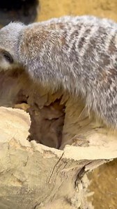 It may be wet and windy but it’s lovely and dry in the meerkat enclosures as they all have roofs. Enjoying a coffee with some of the boys this morning (Felix, Billy, Bobby Benny). I do love how they use me as a climbing frame ❤️ | Our Amazing Animal World