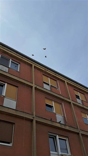 Na glavnom se pazinskom gradskom trgu gnijezde lastavice, a danas su bile posebno raspoložene! | Kampanja