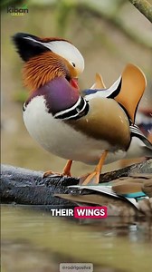 Mandarin Duck – The Most Beautiful Duck in the World 🌈🦆