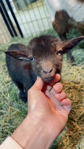 CoCo added to our “collection” of baby goats this morning 🐐🐐 She delivered 2 beautiful bucklings with blue eyes and adorable scattered white markings down their legs. They have their mommas face and sweet temperament 🥰 These little dudes are loving scratches! Total cuteness overload. #babygoats | Honey's Place Homestead