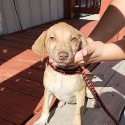 Atco, NJ - Dachshund/Terrier (Unknown Type, Medium). Meet ALICE a Pet for Adoption - AdoptaPet.com