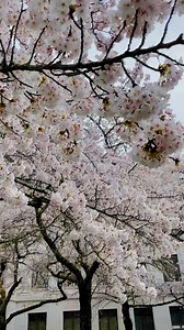 18K views · 92 reactions | State Capitol in Olympia, WA #olympiawashington #StateCapitol #cherryblossoms #olympia #cherryblossomtrees #springishere | Pinaykano Pinaykano | Facebook