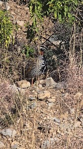 74K views · 2.7K reactions | Wild black francolin searching for a female, fearless of hunters || #BlackFrancolin #WildLife #NatureReality #WildBirds | Birds Lover 2 | Facebook