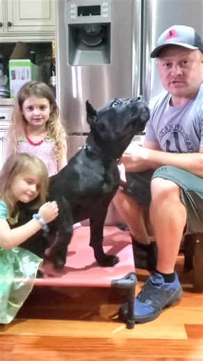 Miss Brooklyn a beautiful Cane Corso. #dog #doglover #dogtips #dogtrainingtips #tricksandtips #dogtraining #dogtrainer #fyp | DIYK9 Dog Training