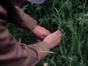 5.3K views · 100 reactions | With a home in The New Forest, maverick naturalist TV presenter Jack Hargreaves often ventured out his door to see a world of wonderful nature around him. Here restored footage from Out of Town shows Jack as he comes across a wide variety of flowers in a little patch of The New Forest. #FurtherOutofTown is released by Network Distributing | The New Forest | Facebook