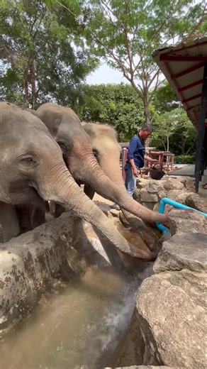 The ladies know that water tastes best fresh from the tap! 🚰 It’s a very hot time of year here on Koh Samui, so it’s extra important to stay hydrated. Did you know that elephants drink 25-50 gallons (100-200 litres) of water a day?! ☀️🐘 #SamuiElephantHaven #ElephantSanctuary #KohSamuiElephants #ElephantRescue #SaveTheElephants #EthicalTourism #ElephantConservation #ThailandElephants #ResponsibleTravel #ElephantLovers #SanctuaryLife #elephantcake #ElephantCare #ElephantAwareness #EcoTourism #El