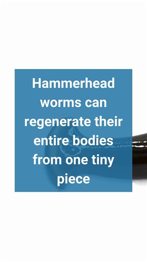 Bask in the slimy glory of the hammerhead worm, with its alien-like appearance and predatory habits. These creatures, not native to many areas, can grow up to 18 inches long and disrupt local ecosystems by preying on earthworms essential for soil health. Have you ever run into one of them? Learn more: https://animals.howstuffworks.com/animal-facts/hammerhead-worms.htm?utm_source=facebook | Howstuffworks