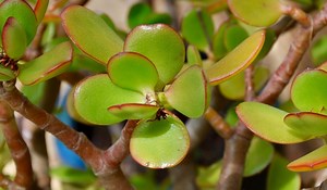 Best Soil Mix For Jade Plants – A Growers Guide For Thriving Plants – Days in Garden