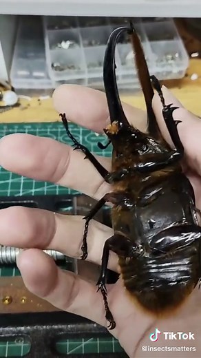 insectsmatter on TikTok