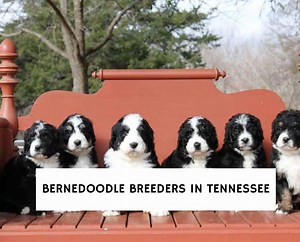 5 Best Bernedoodle Breeders in Tennessee! - We Love Doodles