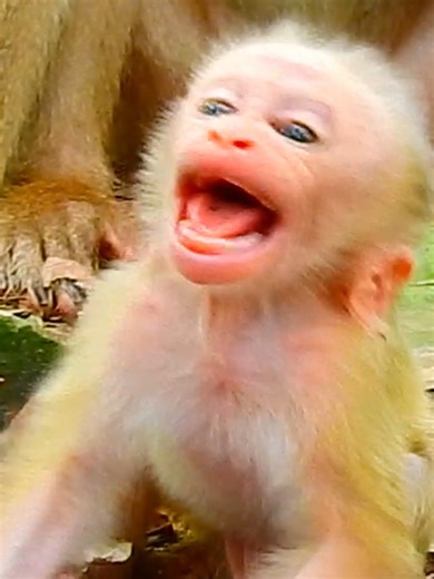 3.4K views · 48 reactions | Very sad! Poor baby Lynx cry tantrum begging Mom Stop abu-sed him #Monkey #MonkeyBusiness #MonkeyLove #MonkeyingAround #CuteMonkeys #FunnyAnimals #MonkeyLove #Wildlife #AnimalVideos | Monkey Anna | Facebook