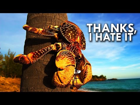 Coconut Crab: Your Worst Nightmare