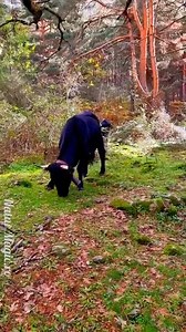 Ce amintir îți aduce acest peisaj de toamnă și de poveste? 🍂🍁🤷‍♂️🙂 mie din copilărie, de la țară❤️ 🌳🐄 Aici, în mijlocul naturii, am surprins o văcuță pasând liniștită și un râu cristalin curgând în voie. O oază de liniște și armonie în mijlocul naturii pure. Ia o pauză și bucură-te de această priveliște! #NaturaEsteFrumoasă #PaceaPădurii 🍃🐾"✨ #ExplorândNatura" #călătorii #Româniamea #romaniafrumoasa | Natur Magic.ro