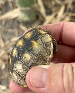 Florida ground hatchling season. Another naturally hatched redfoot found with some minor shell flaking after raining half the day. Easily treated with a couple days of neosporin, athlete’s foot cream, even petroleum jelly will get rid of it. #tortoise #tortoises #tortoiselover #redfoottortoise #turtlesofinstagram #turtlebreeder #turtlesofinstagram #reptile #reptiles #reptilesofinstagram | Southern Reptiles