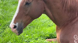 D232 (someone suggested Artoo as his name, and I like it!) - soaking up some rays…🌞 | EventStars Ltd