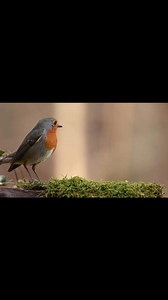 47 reactions | Satisfying birds #loveyourbird #parrotrescue #senegalparrot #nuts_about_squirrels #monkeybeach #beautifulanimals #animals_captures #animalphoto #animalphotos #WorldLionDay #tigers #hyena #africanimals #lion #lovewildlife #savewildlife #wildlifelovers #wildlifephotography #wildlifeshots #indianwildlife #bigcatswildlife #wildlifevideos #igswildlife #majestic_wildlife_ #indianafricanwildlife #wildlifepictures | Read Reacts | Facebook