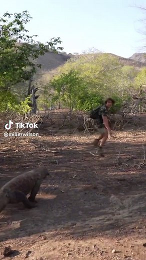 chased by the worlds largest venomous lizard ‼️ the komodo dragon. #komododragon #nature #komodoisland #snakeisland #fyp #foryou #foryoupage