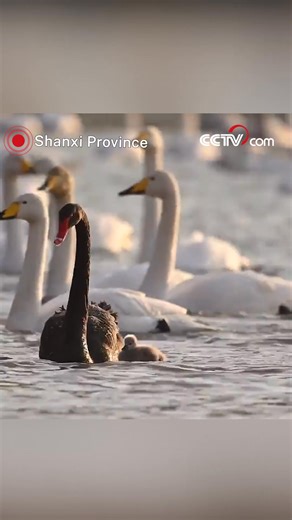 The first naturally hatched black swan chick at Shanxi Province's Da Tian'e Ecological Wetland Park has captivated tourists and photographers alike. This fluffy "gray baby" often curls up beneath its mother's wings, seeking warmth and comfort as it toddles along the shoreline or paddles in the gentle waters. Visitors are enchanted by the chick's adorable behavior and its seamless adaptation to the serene wetland environment. #ChorusofLife #ChinainSeconds For more: https://english.cctv.com/ | CCT
