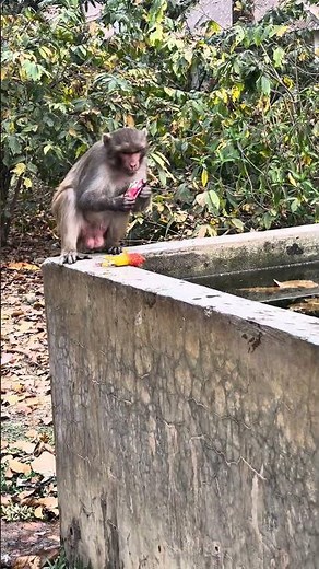 Shy Monkey Nervously Eating Food | Cute & Funny Primate Moments