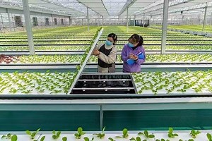 [Hot Item] Full Size Plants Float Sheet Board Hydroponic Foam Floating Raft System for Lettuce Leafy Vegetables