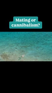  Have you ever seen Amphioctopus burryi, the Mimic Octopus, in...