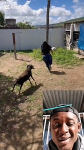 This goat 🐐 got no chill 🤣🤣 | Njoku Emmanuel