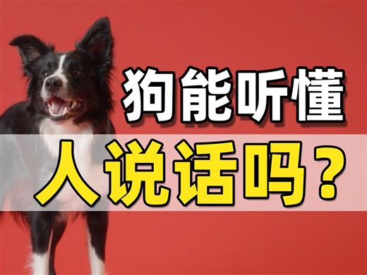 【边牧智商揭秘】科学严谨分析。两只最强边牧，难道是动物智力天花板？狗能听懂人说话吗？