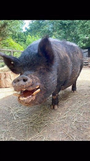 That’ll do pig, that’ll do 🐽 Homer is the happiest pig, especially now that he has a new wallow ✨ Homer is an American Guinea Hog which are an American heritage breed over 200 years old! 🐷 Guinea hogs like Homer can weigh between 100-300 pounds & are best known for their sweet easy-going temperaments 🐖 You can visit Homer to learn more about him and what you can do to protect his species when you visit us today! 🐾 Don’t forget you can now feed Homer, Ody and all the goats too! 🎶 #guineahog 