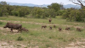 43K views · 1K reactions | A sounder of warthogs foraging, accompanied by the soothing sounds of the African Bush Kingdom at the background #AfricanBushKingdom KNP  | African Bush Kingdom | Facebook