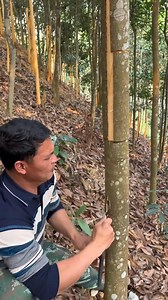 Step by Step Harvesting Cinnamon Trees for Pure Spice | Daniel P. Finney Paragraph Stacker