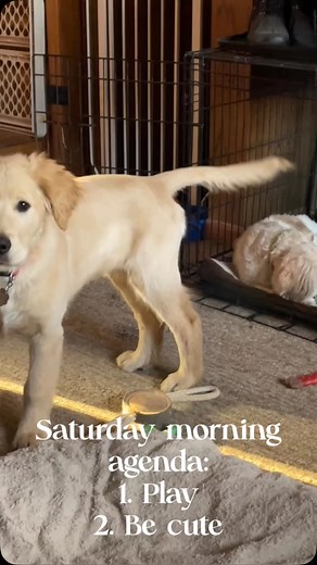 Bein’ cute takes lots of energies…whatever they are. #golden #goldenretriever #cavachon #goldenretrieverpuppy❤️ #puppies #goldenpuppy | Chip the Golden Boy